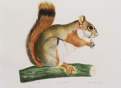 ecureuil.jpg