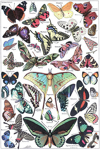 papillons_larousse_pour_tous_1907-1910.jpg